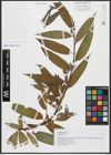 Foto von Salix alba L. x Salix fragilis L.